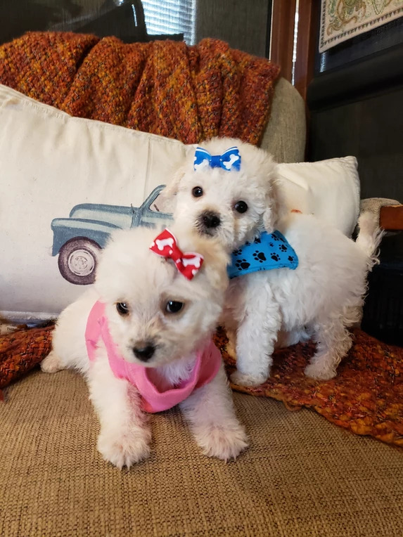 Maltipoo Puppy Breeders at Barb’s Precious Pups