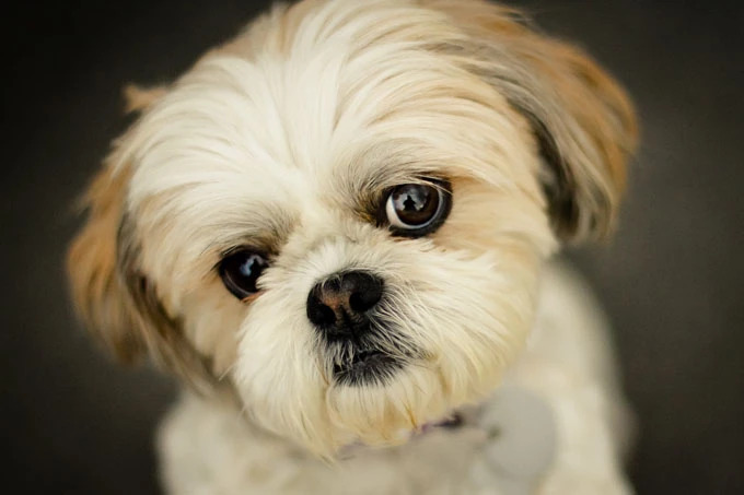 Shih Tzu Puppy Breeders at Barb’s Precious Pups