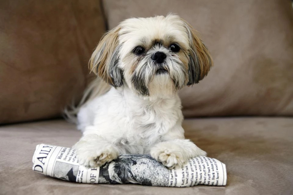 Barb’s Precious Pups Shih Tzu Puppy Breeders