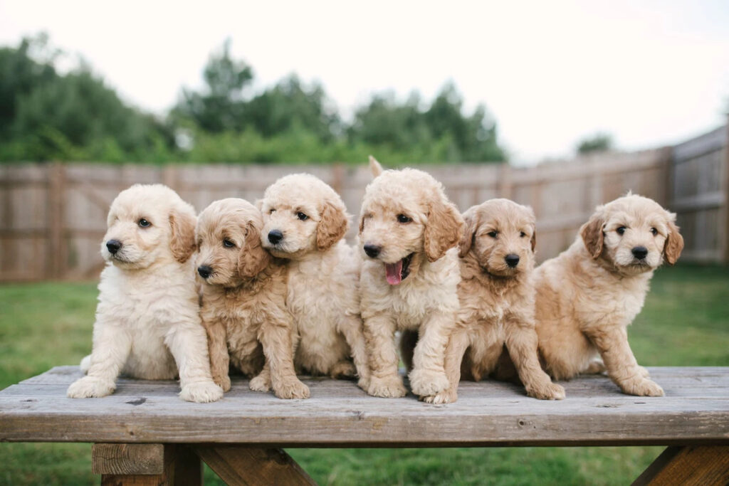 Mini Goldendoodle