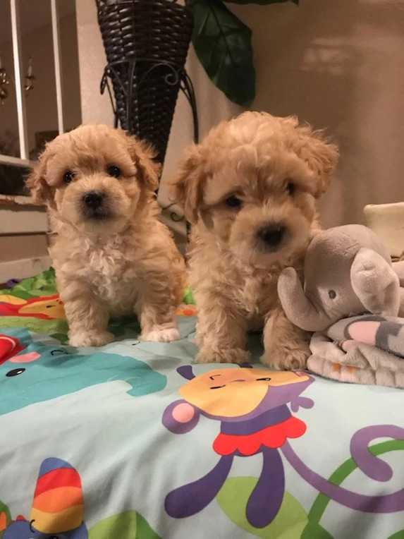 Barb’s Precious Pups Maltipoo Puppy Breeders