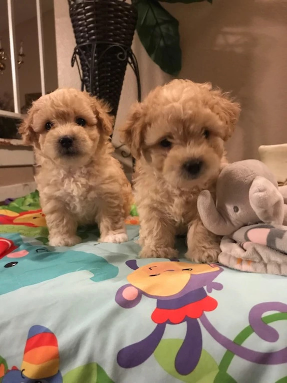 Maltipoo