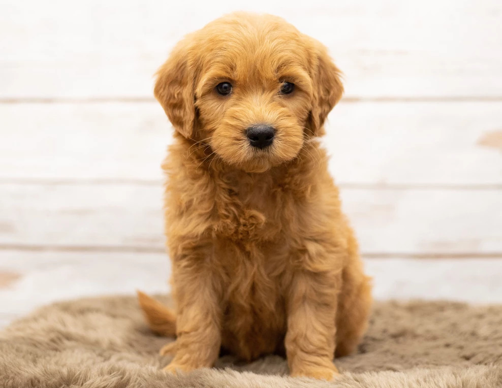 Mini Goldendoodle