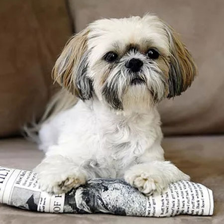 shih tzu