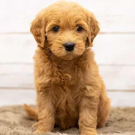 Mini Goldendoodle