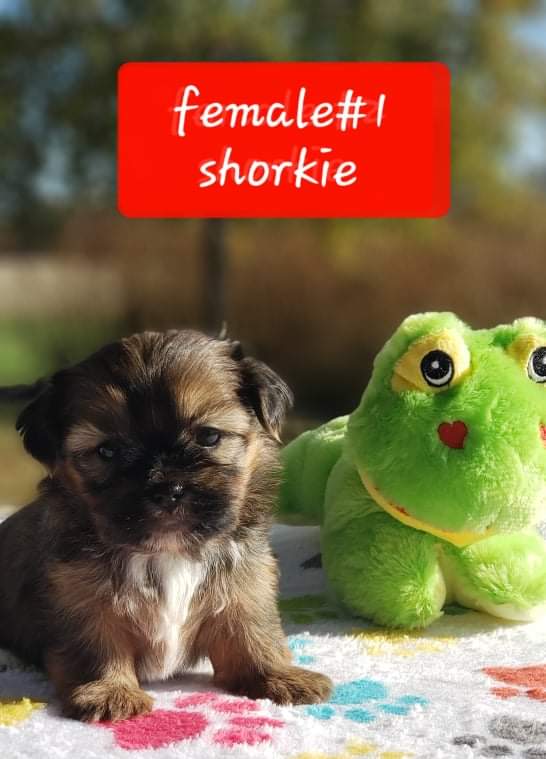 Shorkie Puppy Breeders at Barb’s Precious Pups