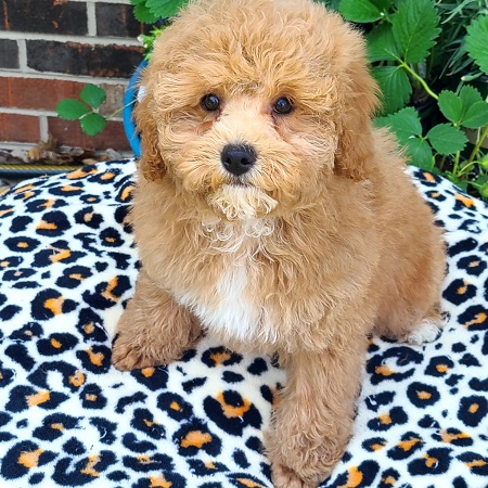 Maltipoo shih tzu for sales sale