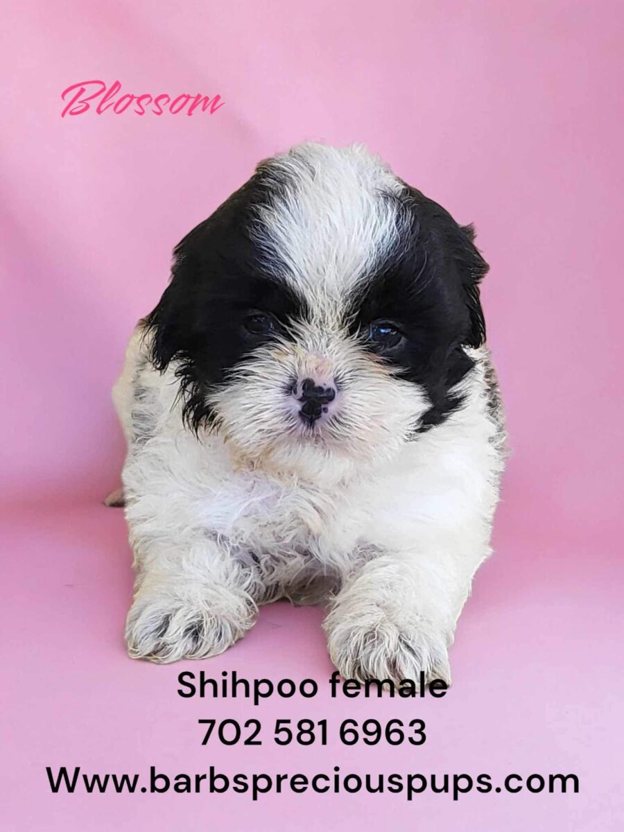 Shih Poo Breed Info & Available Puppies by Barb's Precious Pups