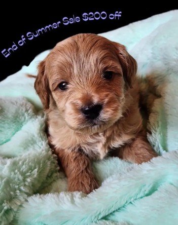 end of summer puppy sale