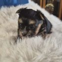 Precious Pocket Pups
